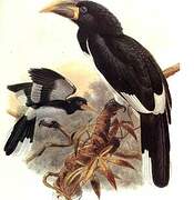 Piping Hornbill