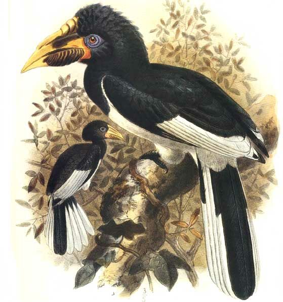 Piping Hornbill