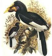 Piping Hornbill