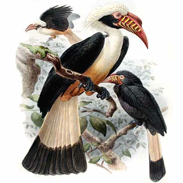 Visayan Hornbill