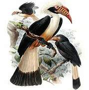 Visayan Hornbill