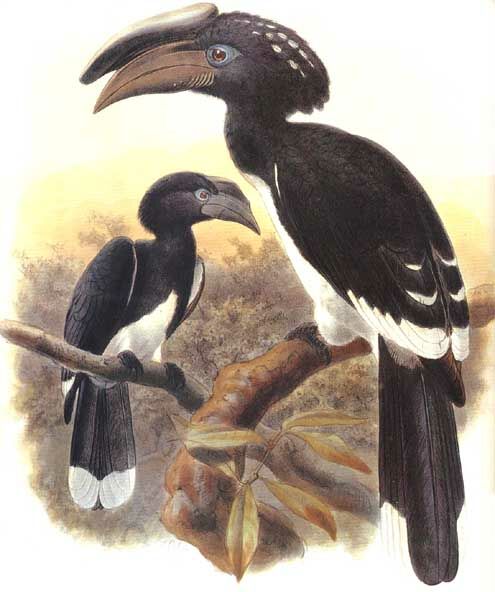 Trumpeter Hornbill