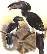 Trumpeter Hornbill