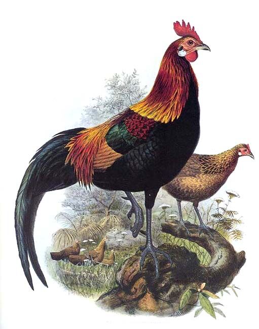 Red Junglefowl