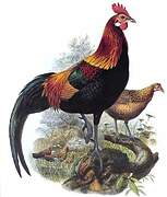 Red Junglefowl