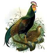 Green Junglefowl