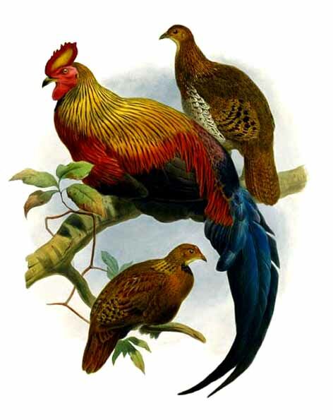 Coq de Lafayette