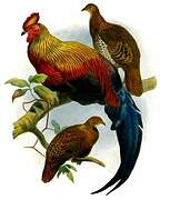 Sri Lanka Junglefowl