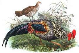 Grey Junglefowl