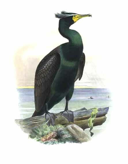 Cormoran à aigrettes