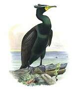 Cormoran à aigrettes