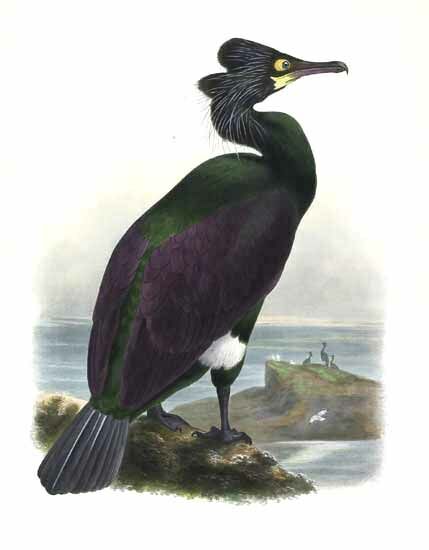 Brandt's Cormorant