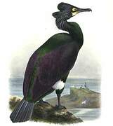 Cormoran de Brandt