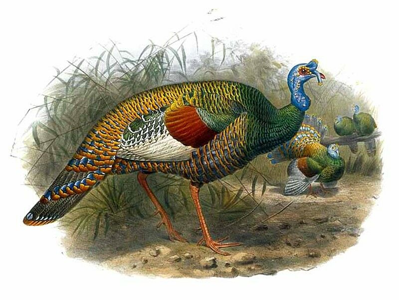 Ocellated Turkey