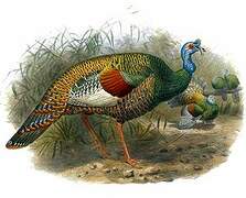 Ocellated Turkey