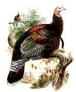 Wild Turkey