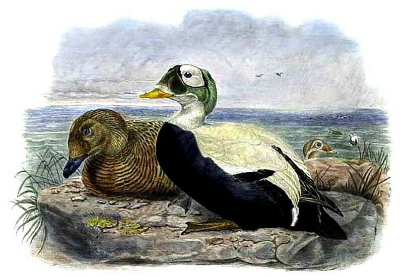 Spectacled Eider