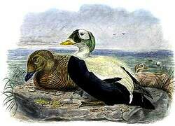 Spectacled Eider