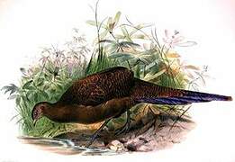 Bronze-tailed Peacock-Pheasant