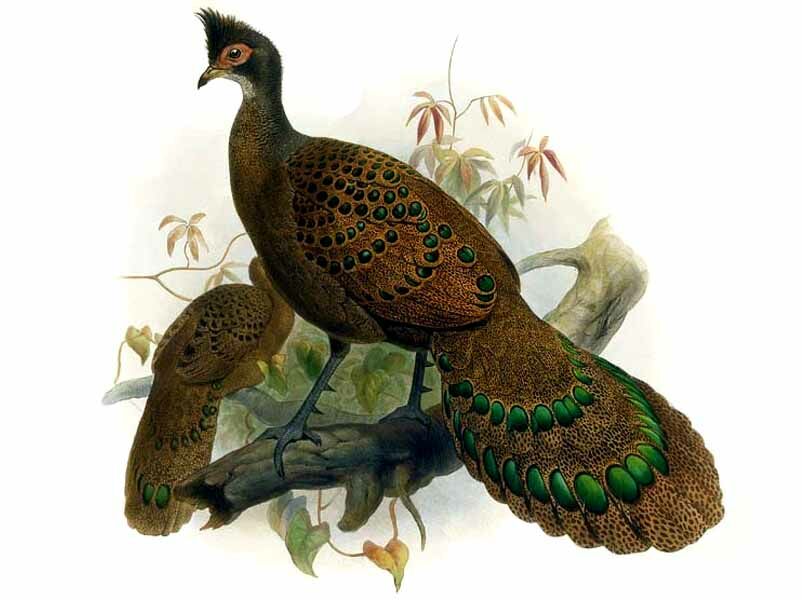 Grey Peacock-Pheasant