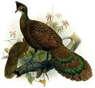 Grey Peacock-Pheasant