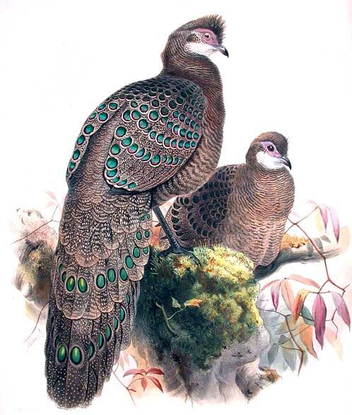 Grey Peacock-Pheasant