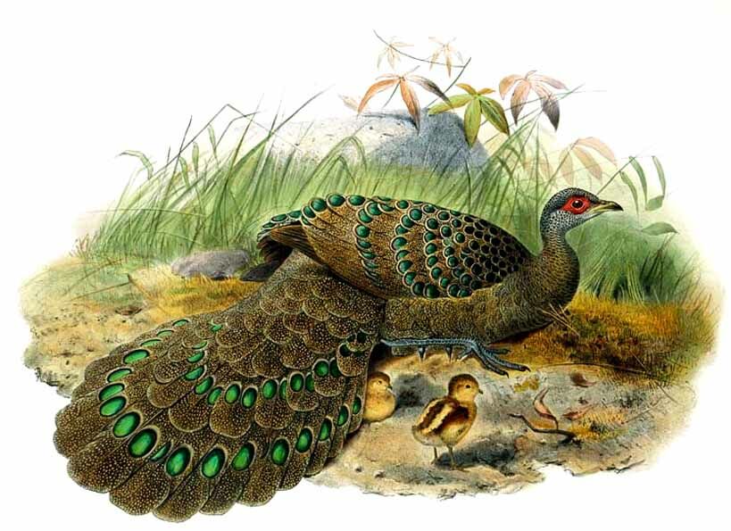 Germain's Peacock-Pheasant