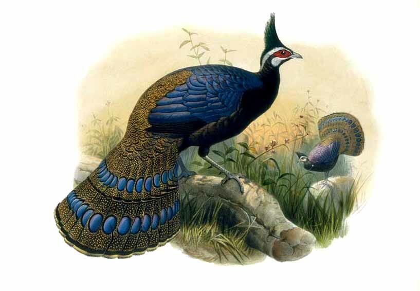 Palawan Peacock-Pheasant