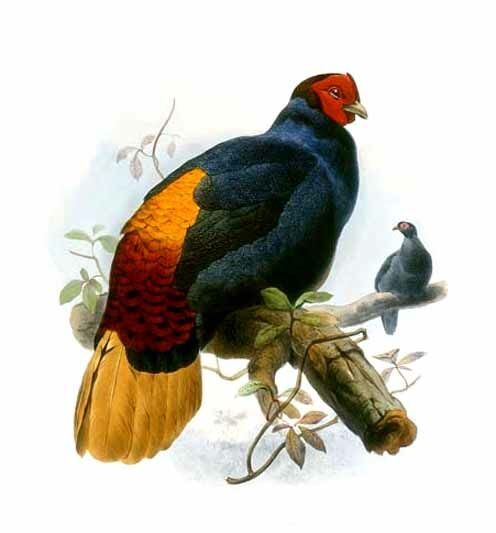 Malayan Crestless Fireback