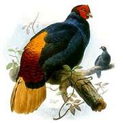 Malayan Crestless Fireback