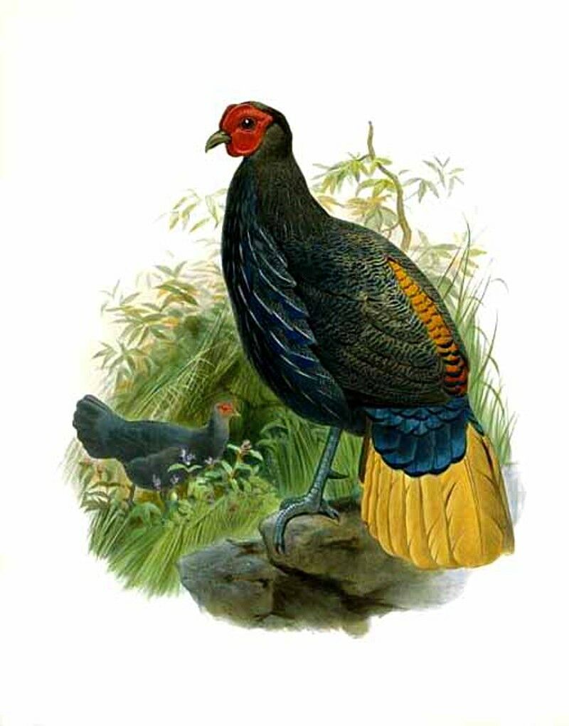 Malayan Crestless Fireback