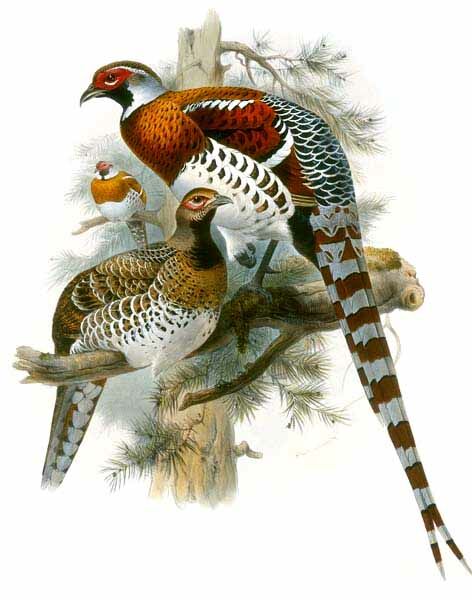 Elliot's Pheasant