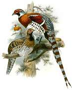 Elliot's Pheasant