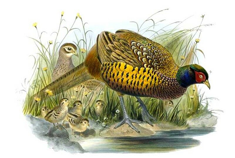 Common Pheasant