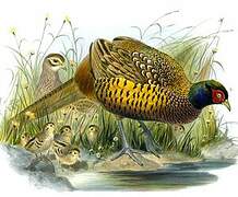 Common Pheasant