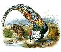 Lady Amherst's Pheasant