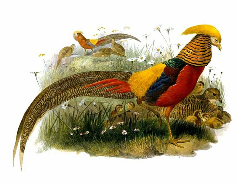 Golden Pheasant