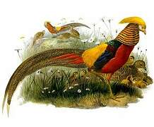 Golden Pheasant