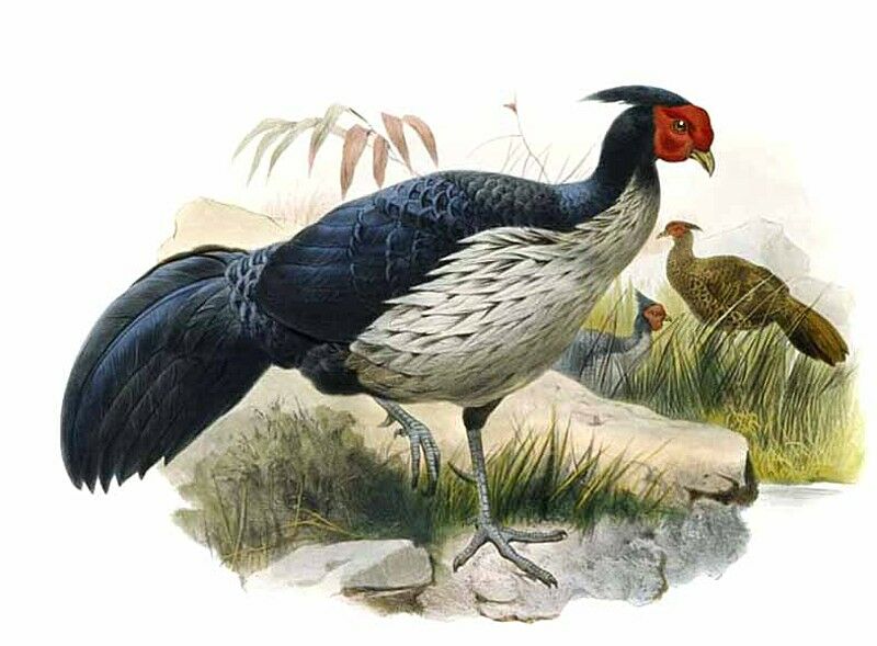 Kalij Pheasant