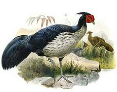 Kalij Pheasant