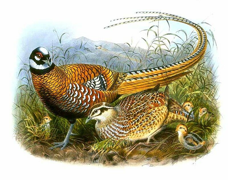 Reeves's Pheasant