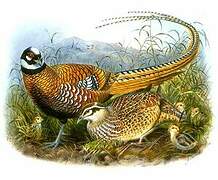 Reeves's Pheasant