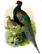 Green Pheasant