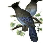 Steller's Jay