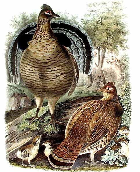 Ruffed Grouse