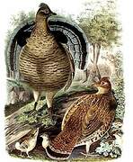 Ruffed Grouse