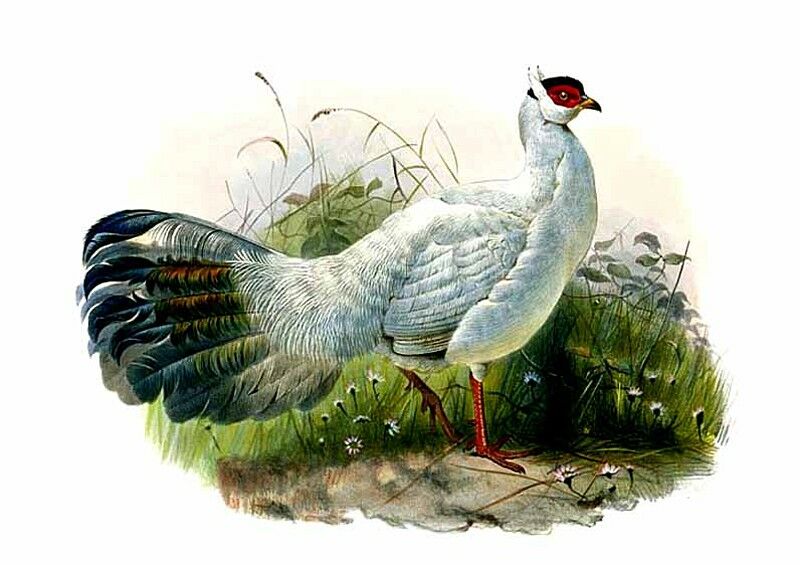 White Eared Pheasant