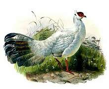 White Eared Pheasant