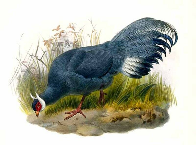 Blue Eared Pheasant