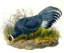 Blue Eared Pheasant